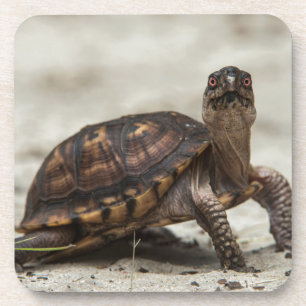 Common box turtle coaster