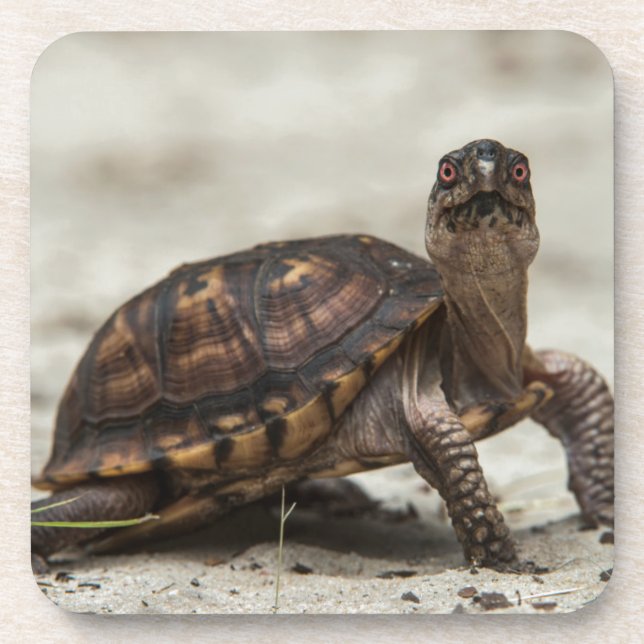 Common box turtle coaster (Front)