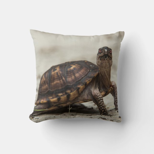 Common box turtle cushion (Front)