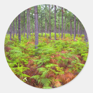 Common Bracken (Pteridium Aquilinum) Growing Classic Round Sticker