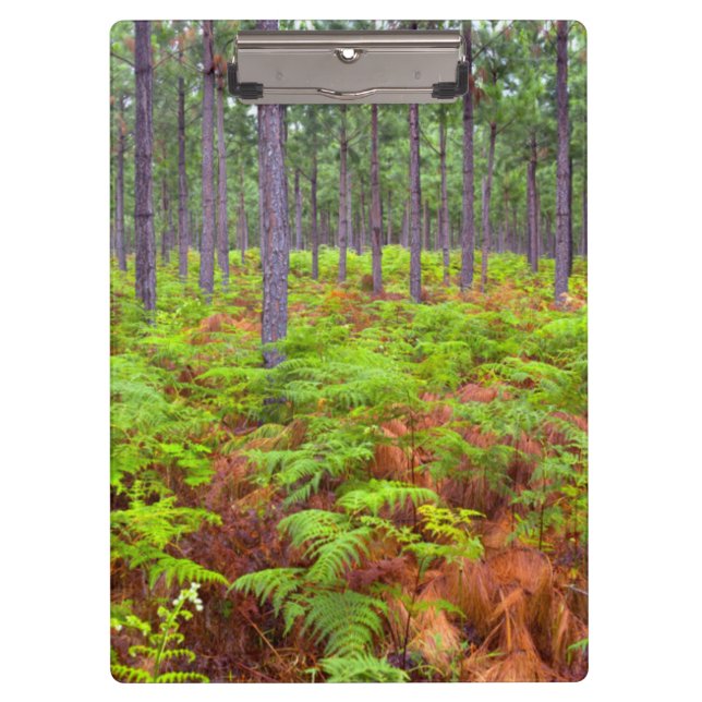 Common Bracken (Pteridium Aquilinum) Growing Clipboard (Front)