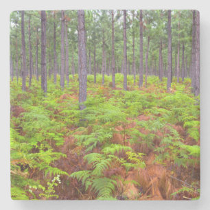 Common Bracken (Pteridium Aquilinum) Growing Stone Coaster