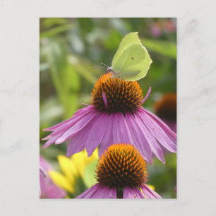 Common Brimstone Butterfly on Flower DIY Postcard