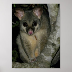 Common Brushtail Possum (Trichosurus vulpecula) Poster