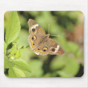 Common buckeye butterfly, Junonia coenia. Mouse Pad