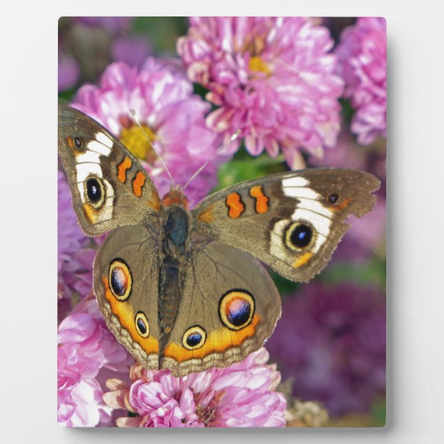 Common Buckeye Butterfly Plaque (Front)