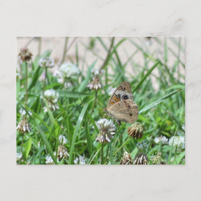 Common Buckeye Butterfly Postcard (Front)