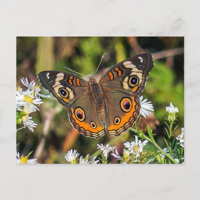 Common Buckeye Butterfly Postcard (Front)