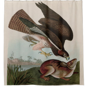 Common Buzzard Birds of America Audubon Print Shower Curtain