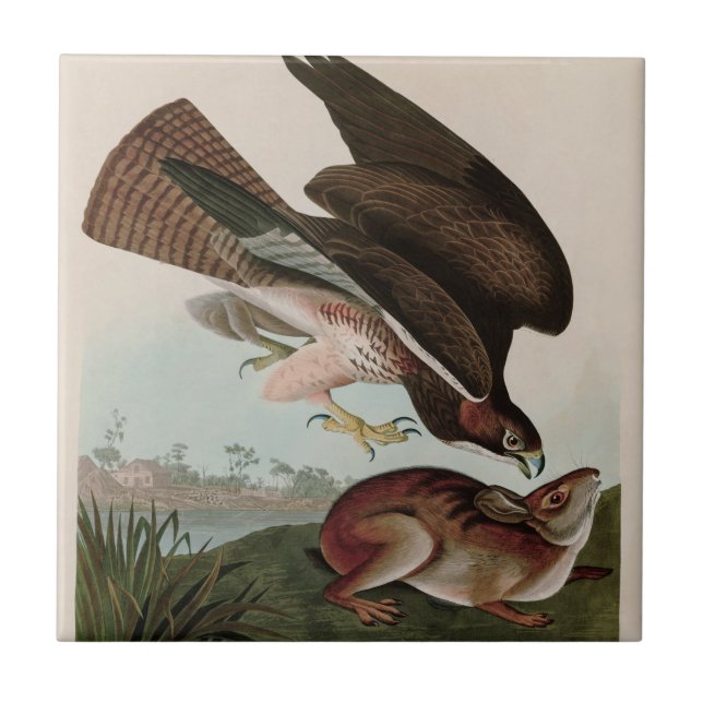 Common Buzzard Birds of America Audubon Print Tile (Front)