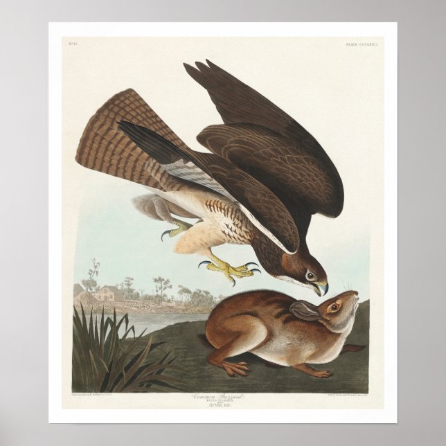 Common Buzzard by Audubon Poster (Front)