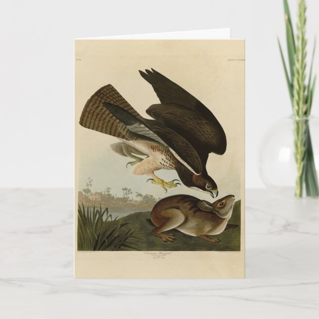 Common Buzzard - from Audubon's Birds of America Card (Front)