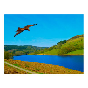 Common Buzzard in flight over Ladybower reservoir Poster
