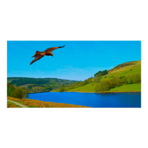 Common Buzzard in flight over Ladybower reservoir Poster