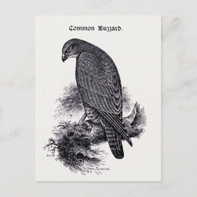 "Common Buzzard" Vintage Illustration Postcard (Front)