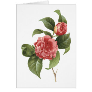 common camellia(Camellia japonica) by Redouté