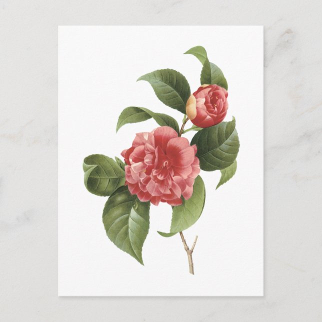 common camellia(Camellia japonica) by Redouté Postcard (Front)