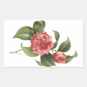 common camellia(Camellia japonica) by Redouté Rectangular Sticker