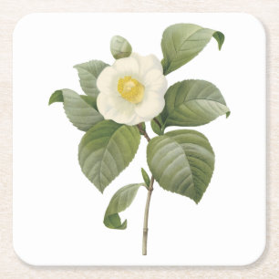 common camellia(Camellia japonica) by Redouté Square Paper Coaster