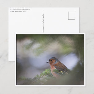 Common Chaffinch Postcard