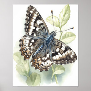 Common Chequered Butterfly Art Print Poster