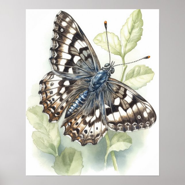 Common Chequered Butterfly Art Print Poster (Front)