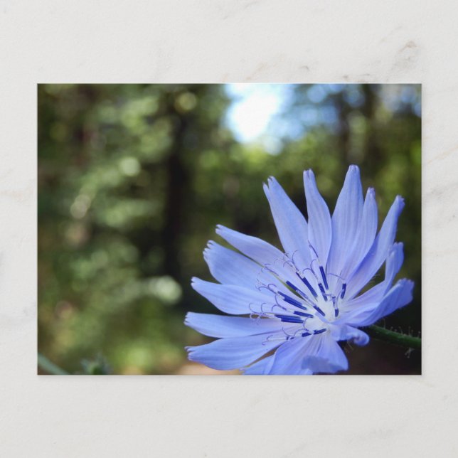 Common Chicory Postcard (Front)