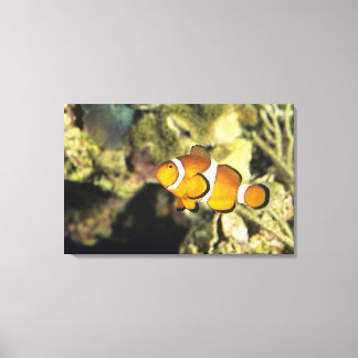 Common clownfish (Amphiprion ocellaris), Canvas Print