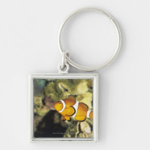 Common clownfish (Amphiprion ocellaris), Key Ring