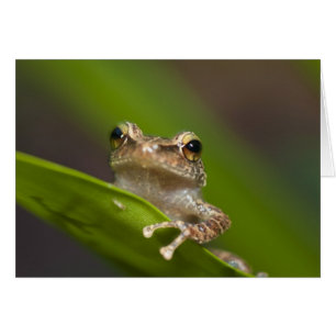 Common coqui, Eleutherodactylus coqui