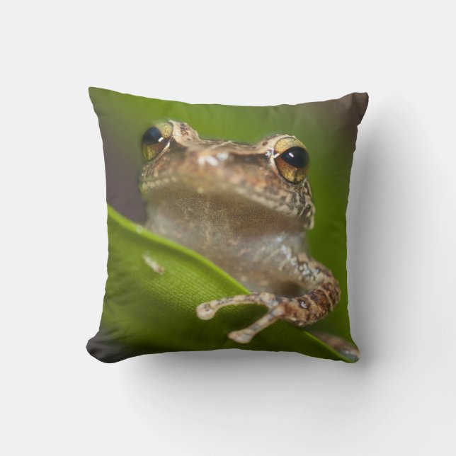Common coqui, Eleutherodactylus coqui Cushion (Front)