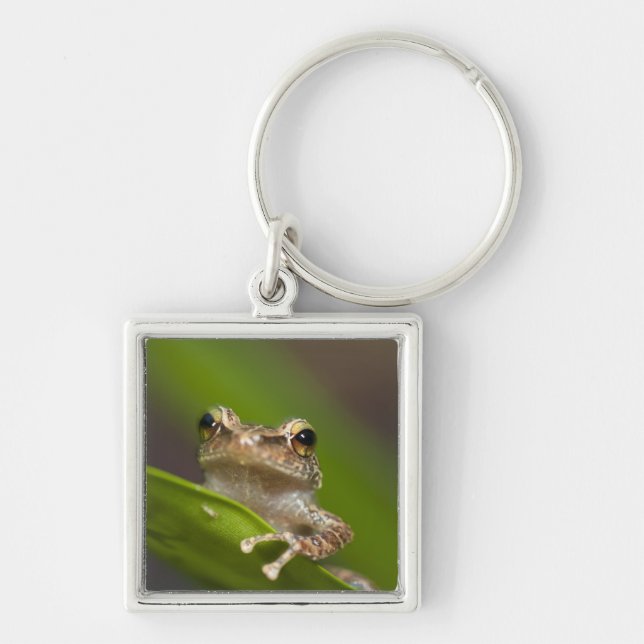 Common coqui, Eleutherodactylus coqui Key Ring (Front)