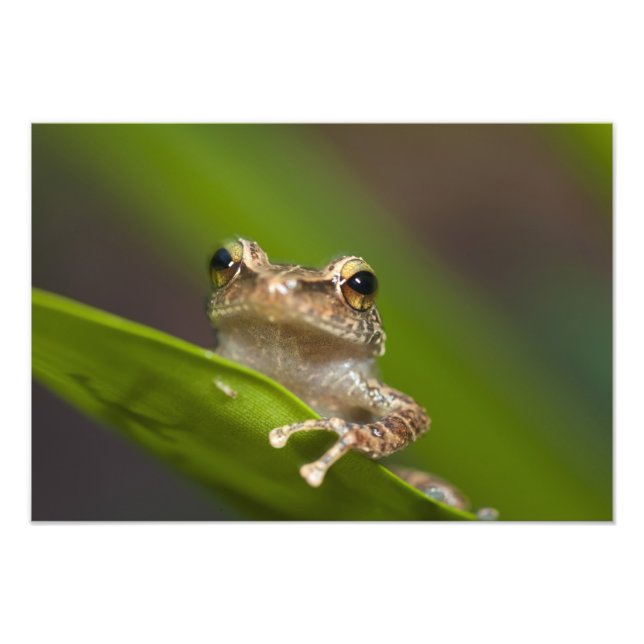 Common coqui, Eleutherodactylus coqui Photo Print (Front)