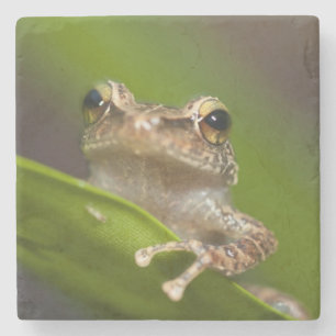 Common coqui, Eleutherodactylus coqui Stone Coaster