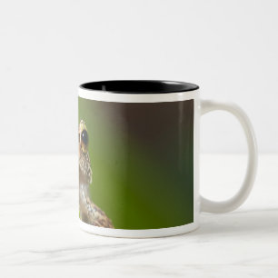 Common coqui, Eleutherodactylus coqui Two-Tone Coffee Mug