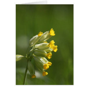 Common Cowslip (Primula veris)
