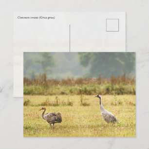 Common Crane bird photo: Parent and Juvenile Postcard