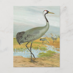 "Common Crane" Postcard