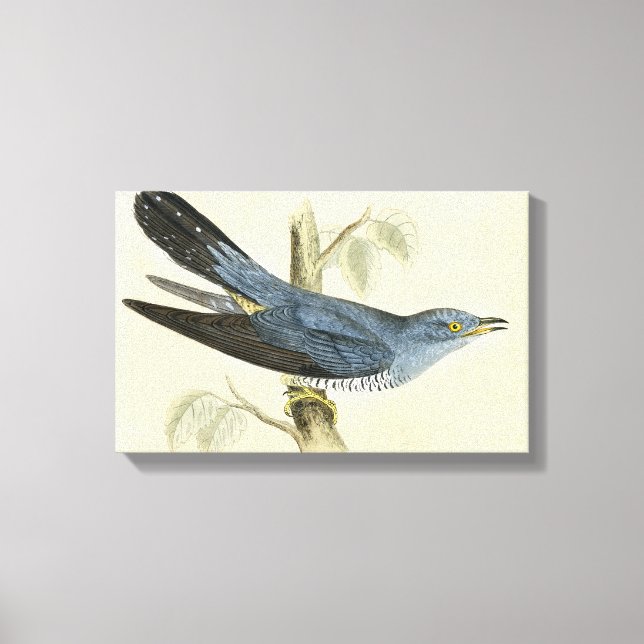 Common Cuckoo Canvas Print (Front)