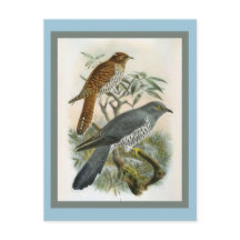 Common Cuckoo Vintage Bird Illustration