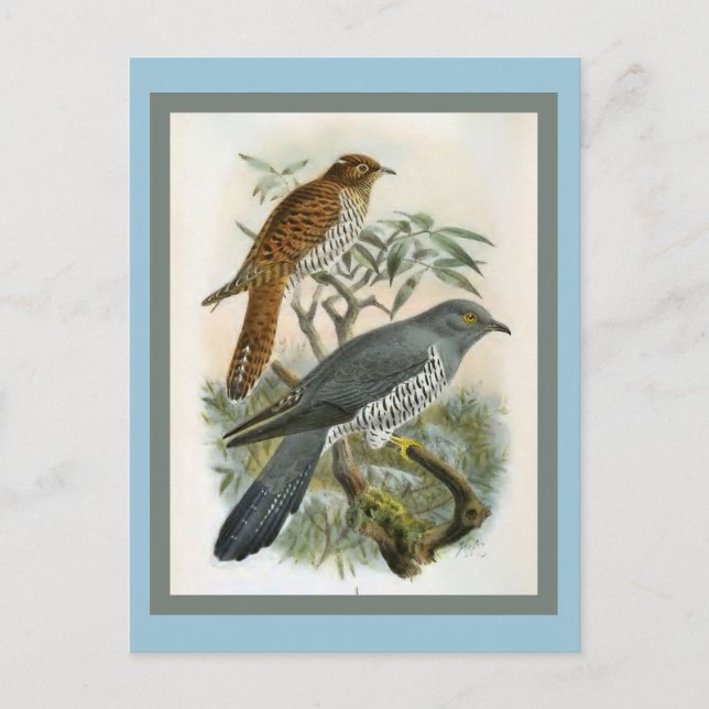 Common Cuckoo Vintage Bird Illustration Postcard (Front)
