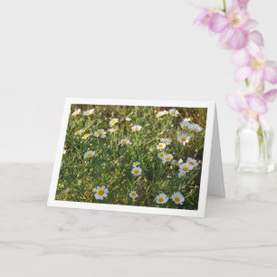 Common Daisies in Grass Card