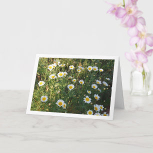 Common Daisies in Grass Card