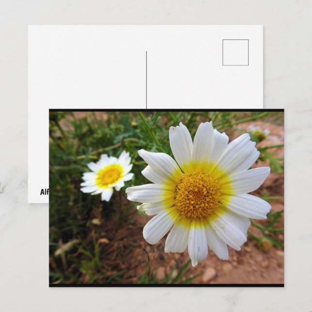 Common Daisies Postcard (Front/Back)