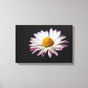 Common Daisy 16.50x11 (41.25x27.5cm) waca Canvas Print