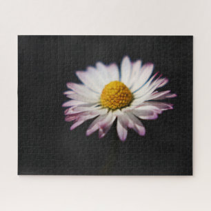 Common Daisy 16x20 520pc jpcn Jigsaw Puzzle