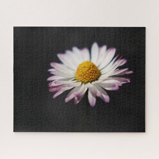 Common Daisy 16x20 520pc jpcn Jigsaw Puzzle (Horizontal)