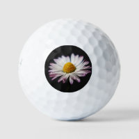 Common Daisy be6 gbcnm