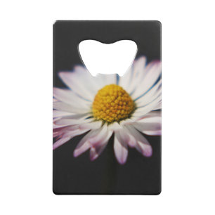 Common Daisy bocna