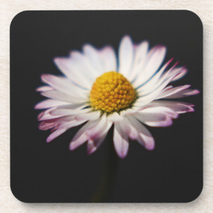 Common Daisy coastercn Coaster